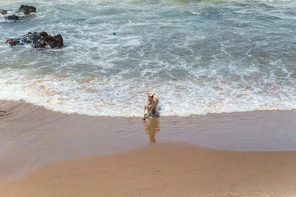 Küçük dalgalarla dolu bir plajın kenarında eğlenen ıslak beyaz bir köpek. Evcil hayvan. Brezilya
