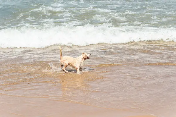 Küçük dalgalarla dolu bir plajın kenarında eğlenen ıslak beyaz bir köpek. Evcil hayvan. Brezilya