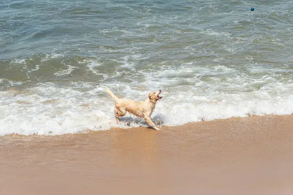 Küçük dalgalarla dolu bir plajın kenarında eğlenen ıslak beyaz bir köpek. Evcil hayvan. Brezilya