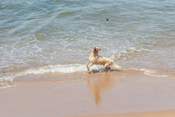 Küçük dalgalarla dolu bir plajın kenarında eğlenen ıslak beyaz bir köpek. Evcil hayvan. Brezilya