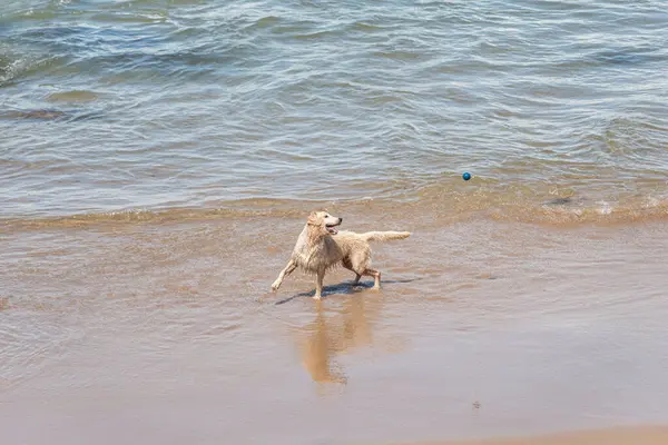 Küçük dalgalarla dolu bir plajın kenarında eğlenen ıslak beyaz bir köpek. Evcil hayvan. Brezilya