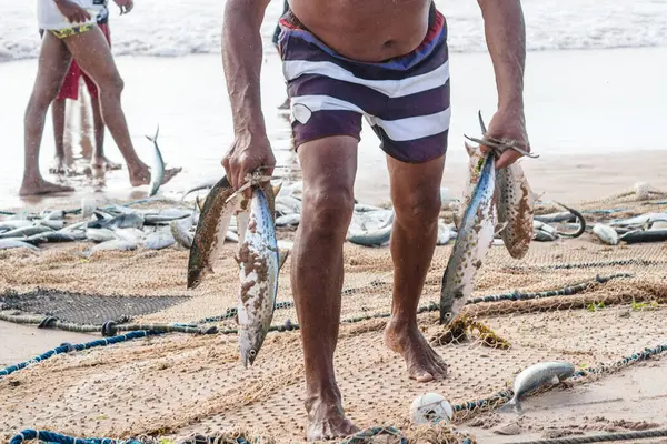 Kimliği belirsiz balıkçıların yarısı onları yakaladıktan sonra ağdaki balıkları temizliyor. Deniz ürünleri, hobi olarak balık tutmak. Brezilya