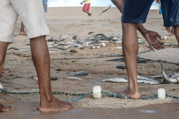 Kimliği belirsiz balıkçıların yarısı onları yakaladıktan sonra ağdaki balıkları temizliyor. Deniz ürünleri, hobi olarak balık tutmak. Brezilya