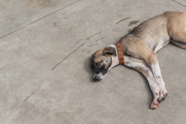 Açık kahverengi köpek, terk edilme belirtileriyle bir caddenin kaldırımında uyuyor. Sokak hayvanı. Brezilya
