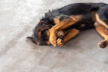 Siyah tüylü safkan köpek kameraya poz veriyor. Sokak hayvanı. Brezilya