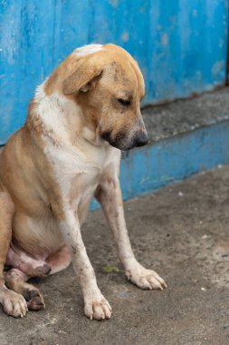 Açık kahverengi ve beyaz köpek, yorgun ya da hasta bir ifadeyle kaldırımda oturuyor. Sokak hayvanı. Brezilya