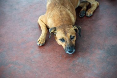 Karamelli kahverengi köpek gözleri açık ve özenli bir şekilde yerde yatıyor. Sahibi olmayan bir hayvan. Brezilya