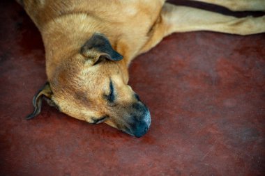 Açık kahverengi köpek, terk edilme belirtileriyle bir caddenin kaldırımında uyuyor. Sokak hayvanı. Brezilya