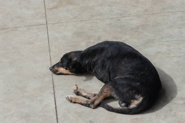 Siyah bir köpek bir caddenin kaldırımında huzur içinde uyuyor. Sahibi olmayan bir hayvan. Brezilya