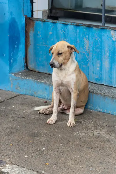 Açık kahverengi ve beyaz köpek, yorgun ya da hasta bir ifadeyle kaldırımda oturuyor. Sokak hayvanı. Brezilya