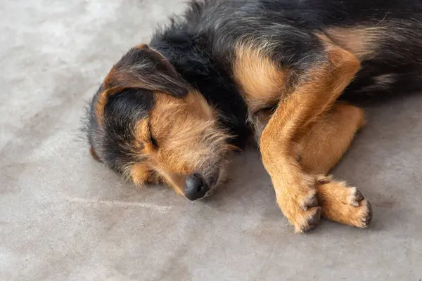 Siyah, kürklü, safkan bir köpek bir caddenin kaldırımında huzur içinde uyuyor. Sahibi olmayan bir hayvan. Brezilya