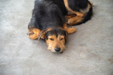 Siyah kıllı köpek dinleniyor ve hareketlerine dikkat ediyor.. 