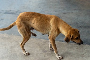 Caddede duran karamel renkli köpek. Sahibi olmayan bir hayvan. Brezilya
