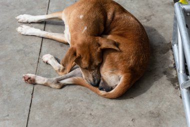 Kahverengi köpek bir caddenin kaldırımında huzur içinde uyuyor. Sokak hayvanı. Brezilya