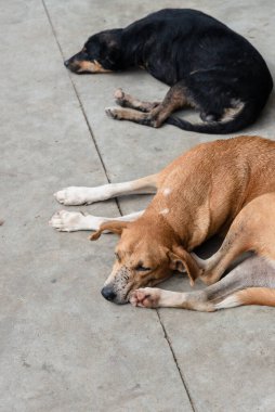 İki köpek, biri siyah, biri kahverengi, bir caddenin kaldırımında huzur içinde uyuyor. Sokak hayvanı. Brezilya