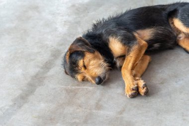 Siyah, kürklü, safkan bir köpek bir caddenin kaldırımında huzur içinde uyuyor. Sahibi olmayan bir hayvan. Brezilya