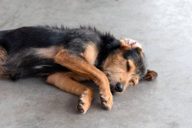 Siyah, kürklü, safkan bir köpek bir caddenin kaldırımında huzur içinde uyuyor. Sahibi olmayan bir hayvan. Brezilya