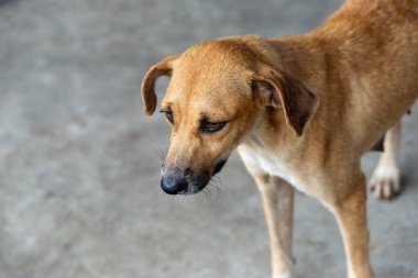 Caddede duran karamel renkli köpek. Sahibi olmayan bir hayvan. Brezilya