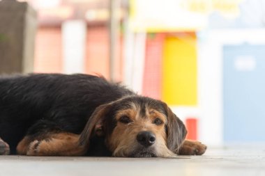 Siyah tüylü safkan köpek kameraya poz veriyor. Sokak hayvanı. Brezilya