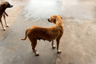 Sokakta iki karamel kahverengi köpek. Sahibi olmayan bir hayvan. Brezilya