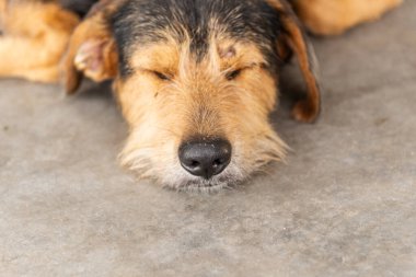 Siyah tüylü, safkan bir köpeğin sokak kaldırımında huzur içinde uyuyan portresi. Sahibi olmayan bir evcil hayvan. Brezilya