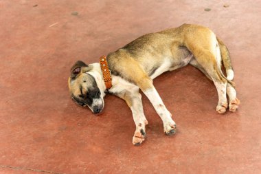 Açık kahverengi köpek, terk edilme belirtileriyle bir caddenin kaldırımında uyuyor. Sokak hayvanı. Brezilya