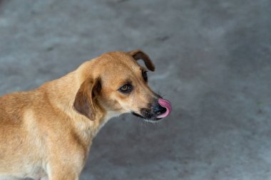 Caddede duran karamel renkli köpek. Sahibi olmayan bir hayvan. Brezilya