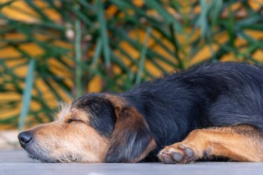 Siyah tüylü, safkan bir köpeğin sokak kaldırımında huzur içinde uyuyan portresi. Sahibi olmayan bir evcil hayvan. Brezilya