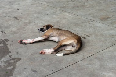 Açık kahverengi köpek, terk edilme belirtileriyle bir caddenin kaldırımında uyuyor. Sokak hayvanı. Brezilya