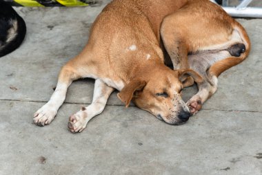 Kahverengi köpek bir caddenin kaldırımında huzur içinde uyuyor. Sokak hayvanı. Brezilya