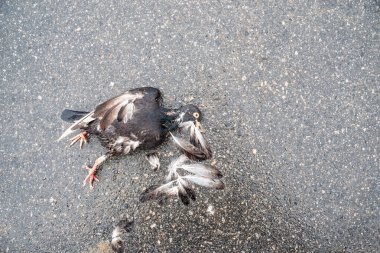 Ölü siyah bir güvercin, asfalt bir sokakta ezilmiş. Vahşi kuş. Brezilya