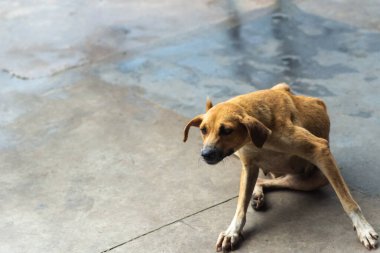 Sokakta kendini tırmalayan kahverengi bir köpek. Sahibi olmayan bir hayvan. Brezilya