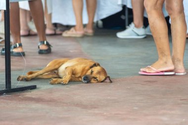 Karamel kahverengi köpek kaldırımda yayaların arasında uyuyor. Sahibi olmayan bir hayvan. Brezilya