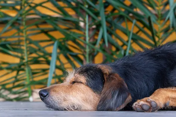 Siyah tüylü, safkan bir köpeğin sokak kaldırımında huzur içinde uyuyan portresi. Sahibi olmayan bir evcil hayvan. Brezilya