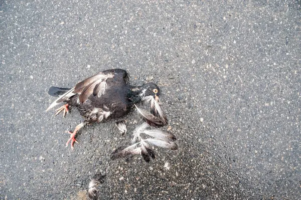 Ölü siyah bir güvercin, asfalt bir sokakta ezilmiş. Vahşi kuş. Brezilya