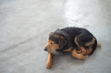 Siyah tüylü, safkan bir köpeğin sokak kaldırımında huzur içinde uyuyan portresi. Sahibi olmayan bir evcil hayvan. Brezilya