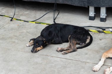İki köpek, biri siyah, biri kahverengi, bir caddenin kaldırımında huzur içinde uyuyor. Sokak hayvanı. Brezilya