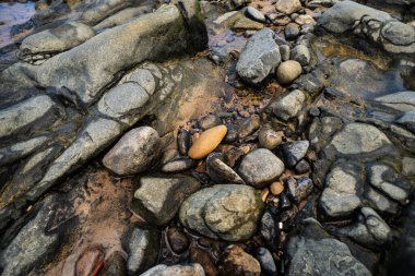 Plajın kenarında ıslak taşlar ve kayalar. Korunmuş çevre. Yaşayan doğa.