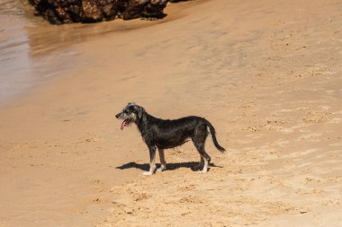 Küçük dalgalarla kumsalda duran siyah bir köpek. Evcil hayvan. Brezilya