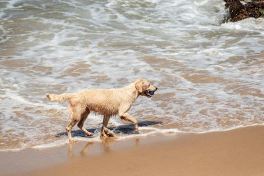 Küçük dalgalarla dolu bir plajın kenarında eğlenen ıslak beyaz bir köpek. Evcil hayvan. Brezilya