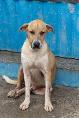 Açık kahverengi ve beyaz köpek, yorgun ya da hasta bir ifadeyle kaldırımda oturuyor. Sokak hayvanı. Brezilya