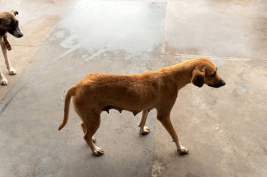 Sokakta iki karamel kahverengi köpek. Sahibi olmayan bir hayvan. Brezilya