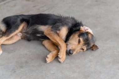 Siyah, kürklü, safkan bir köpek bir caddenin kaldırımında huzur içinde uyuyor. Sahibi olmayan bir hayvan. Brezilya