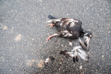 Ölü siyah bir güvercin, asfalt bir sokakta ezilmiş. Vahşi kuş. Brezilya