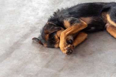 Siyah tüylü safkan köpek kameraya poz veriyor. Sokak hayvanı. Brezilya