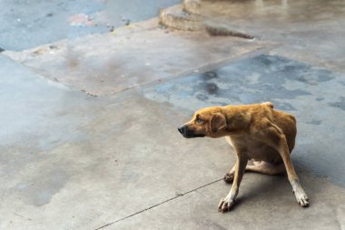 Sokakta kendini tırmalayan kahverengi bir köpek. Sahibi olmayan bir hayvan. Brezilya