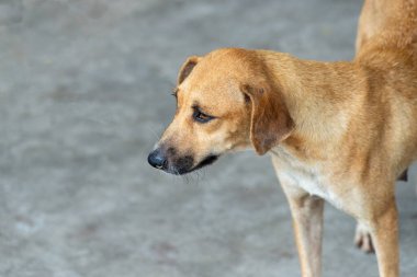 Caddede duran karamel renkli köpek. Sahibi olmayan bir hayvan. Brezilya