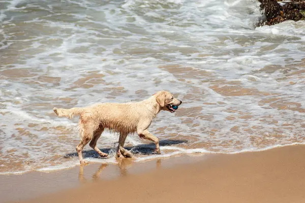 Küçük dalgalarla dolu bir plajın kenarında eğlenen ıslak beyaz bir köpek. Evcil hayvan. Brezilya