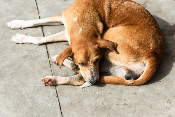 Kahverengi köpek bir caddenin kaldırımında huzur içinde uyuyor. Sokak hayvanı. Brezilya