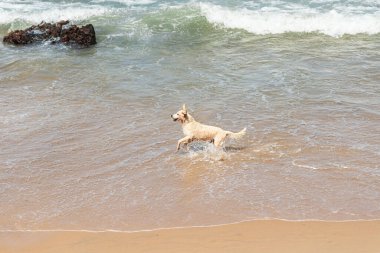 Küçük dalgalarla dolu bir plajın kenarında eğlenen ıslak beyaz bir köpek. Evcil hayvan. Brezilya